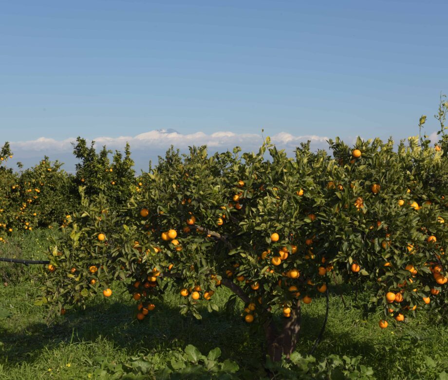 arance-lorenza-campagna-catania-sicilia-13