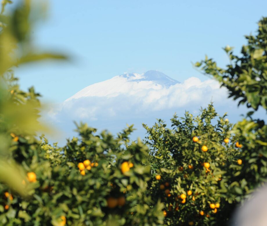 arance-lorenza-campagna-catania-sicilia-15