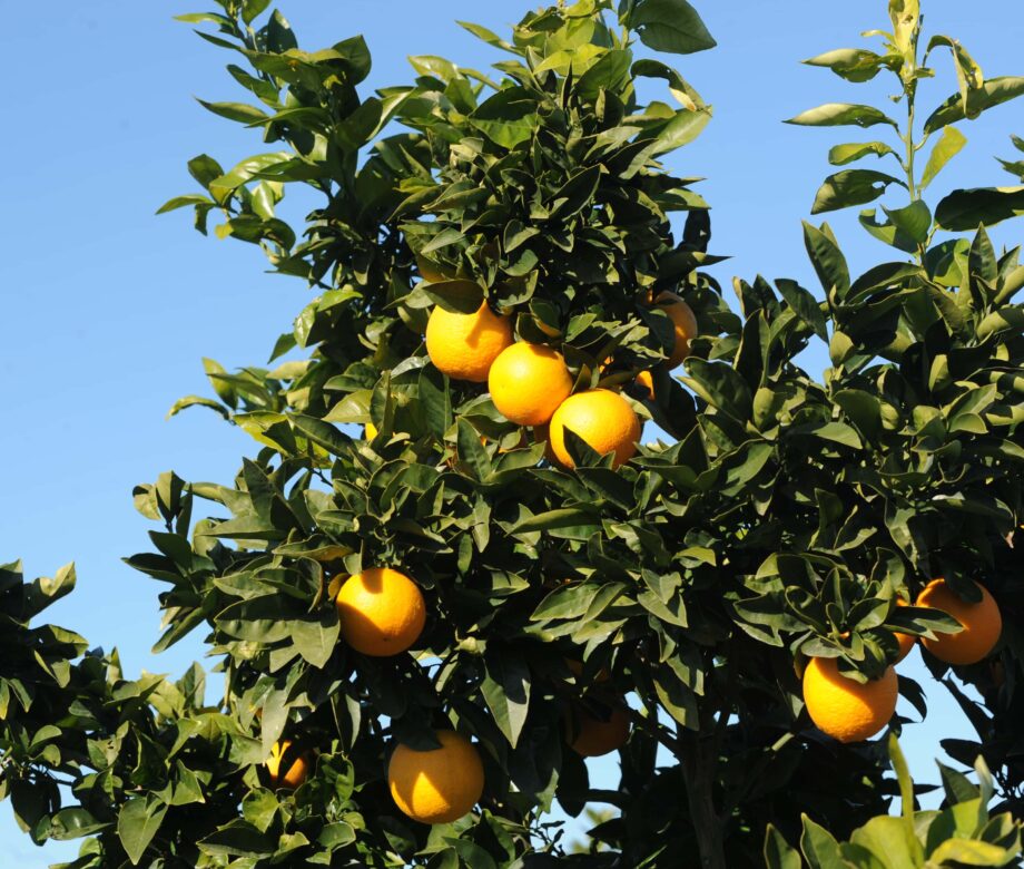 arance-lorenza-campagna-catania-sicilia-16